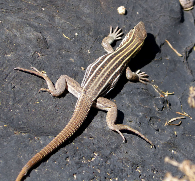 Our Campus Lizards | Herpetology.arizona.edu